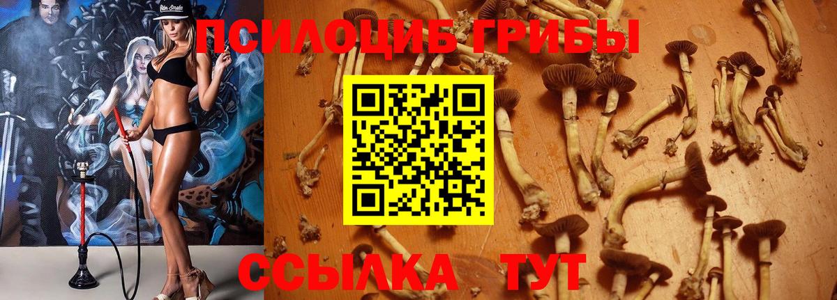 Партизанск  Псилоцибиновые грибы Cubensis  Вход с VPN  Галлюциногенные грибы Magic Shrooms 